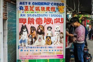 成都宠物美容学校排行榜；成都宠物美容学校排行榜有哪些