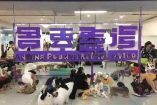 安庆市宠物领养中心；安庆市宠物领养中心地址