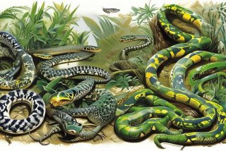 宠物蛇种类图鉴 - 宠物蛇种类图鉴介绍