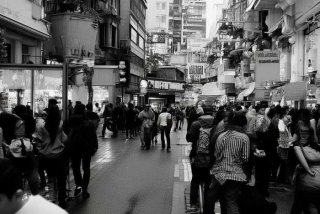 天津宠物市场推荐（天津宠物市场推荐狗狗）