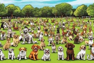 宠物犬种类大全英文名 - 宠物犬种类大全英文名称