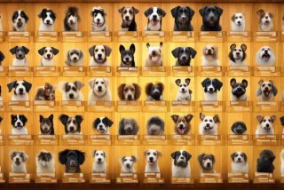 宠物狗品种大全及照片及价格，宠物狗品种大全及照片及价格表