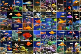 宠物鱼有哪些品种、宠物鱼有哪些品种图片大全