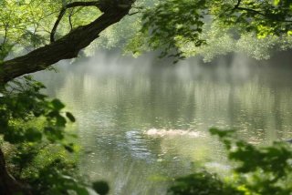 青岛一小区全面禁养宠物升级（青岛一小区全面禁养宠物3）