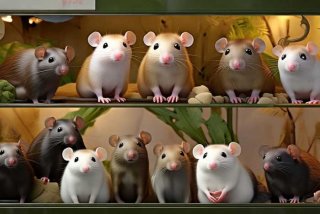 宠物鼠图片；宠物鼠品种图片价格