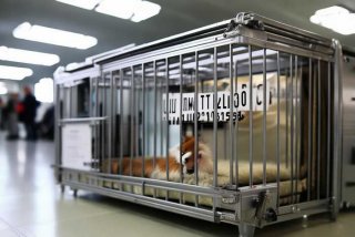 宠物养殖笼海关编码，宠物养殖笼海关编码是多少