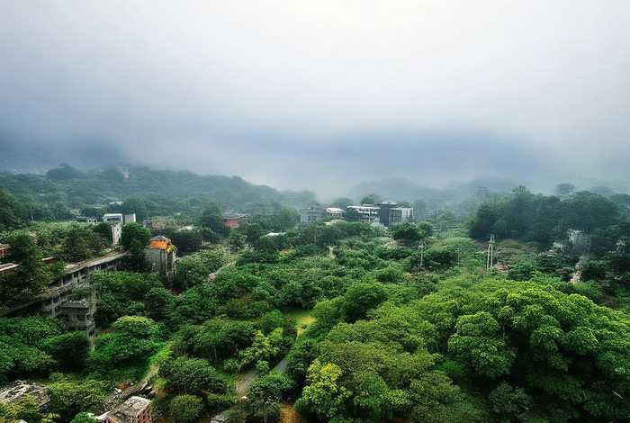 宠物龟什么梗 宠物龟一般都是什么品种