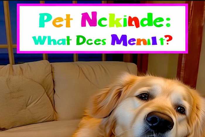 宠物昵称是什么意思 宠物昵称是什么意思网络用语