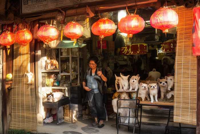 成都开宠物店赚钱吗，在成都开宠物店赚钱吗