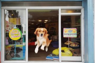 宠物店名称、宠物店名称创意