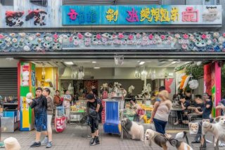 成都宠物美容学校、成都宠物美容学校有哪些