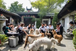 杭州宠物美容培训学校 - 杭州宠物美容培训学校排行