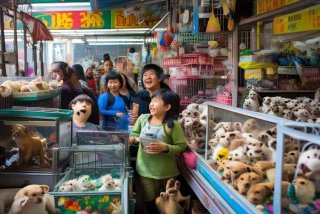 深圳宠物市场哪里最便宜；深圳宠物市场哪里最便宜又好玩