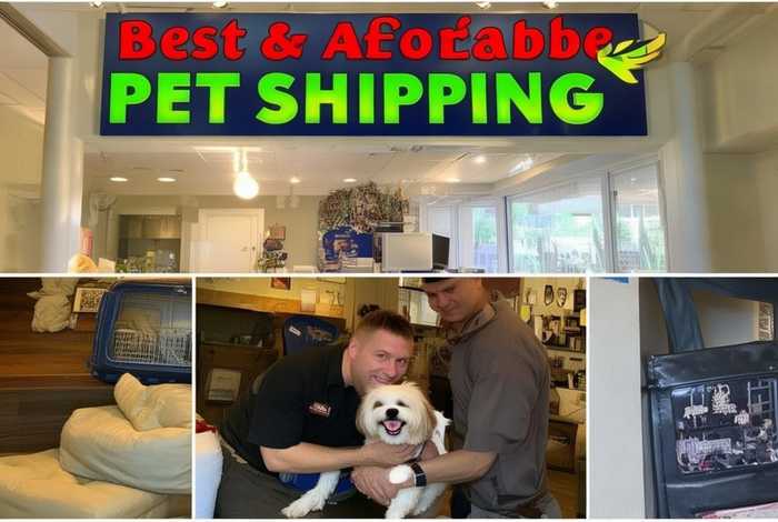 宠物托运哪家好 - 宠物托运哪家好又便宜