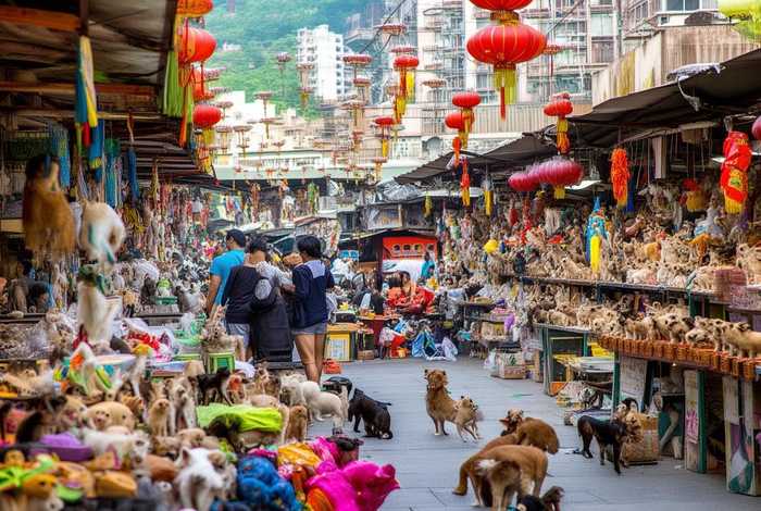 重庆宠物市场最大的在哪里 - 重庆最大宠物市场在哪里2020