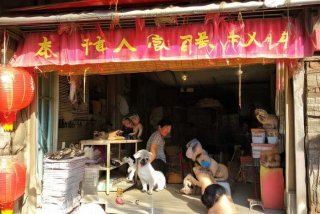成都开宠物店赚钱吗，在成都开宠物店赚钱吗