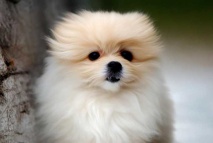 宠物殡仪馆营销策略；宠物殡仪馆营销策略研究