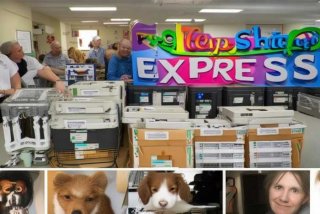 宠物托运快递公司 宠物托运快递公司查询