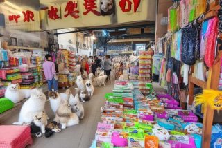 南宁宠物批发 南宁宠物用品批发