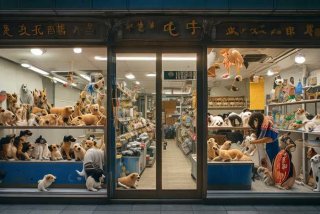 武汉宠物店买狗靠谱吗 武汉哪里有宠物店卖狗狗的