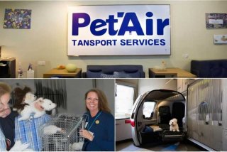 宠物航空托运找哪个平台 宠物航空托运找哪个平台好