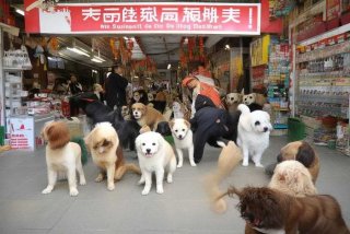 睢宁宠物狗市场 - 睢宁宠物狗市场电话