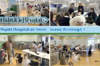 宠物医院培训机构排名，宠物医院培训机构排名前十