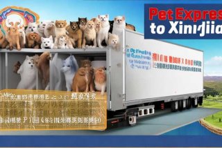 宠物托运新疆价格（宠物托运新疆价格查询）