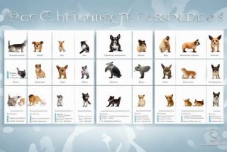 宠物托运公司收费标准、宠物托运公司收费标准表