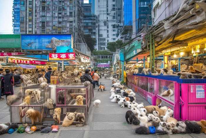 深圳宠物市场怎么样；深圳宠物市场怎么样啊