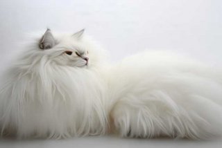 宠物狗的品种泰迪、宠物狗的品种泰迪犬