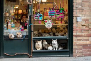 开宠物店小说 - 主角开宠物店铺的小说