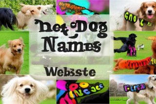 宠物狗名字网名，宠物狗名字网名大全