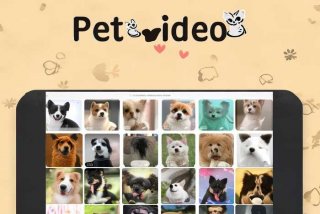 宠物app视频；宠物视频app下载