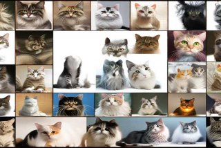 宠物猫品种大全图片；宠物猫品种图片大全和价格表