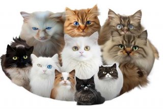 宠物猫咪品种有哪些，宠物猫咪品种有哪些种类