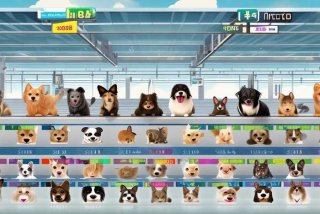 宠物空运收费标准、宠物空运收费标准2024