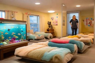 宠物寄养店需要什么条件、宠物寄养店需要什么条件呢