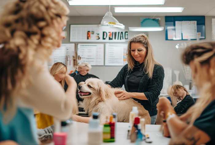 宠物美容学校培训班价目表、专业宠物美容培训学校提供美容培训服务