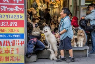 北京宠物托运代理（北京宠物托运代理电话）