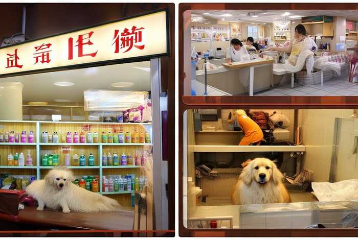 阿城宠物美容店（阿城宠物美容店哪家好）