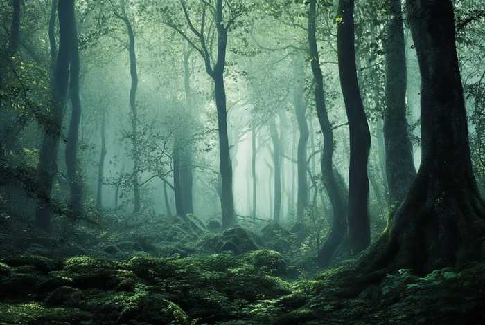 魔兽猎人宠物喂食多久一次 魔兽猎人宠物喂食多久一次啊