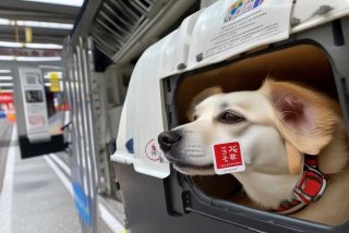 火车托运宠物狗需要什么手续 - 火车托运宠物狗需要什么手续和证件