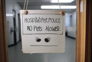 医院宠物禁止入内 医院宠物禁止入内规定