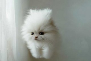 京巴宠物狗图片大全；京巴狗狗图片品种大全