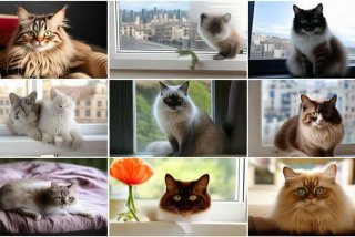 宠物猫有哪些品种的 宠物猫有哪些品种的图片