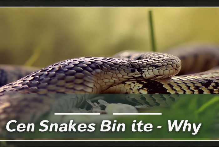 宠物蛇会咬人吗 - 宠物蛇会咬人吗为什么