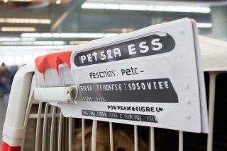 宠物托运需要多少钱顺丰 - 顺丰宠物托运多少钱一公斤