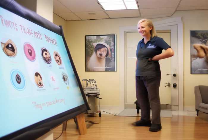 托运宠物猫咨询平台；托运宠物猫咨询平台有哪些