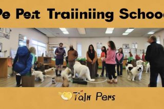 宠物训练一般学费多少钱啊、宠物训练学校正规学费多少钱